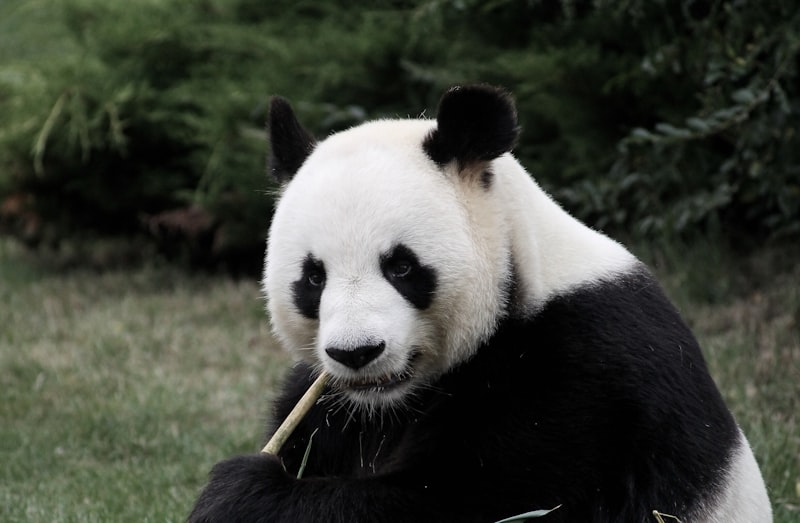 Panda nın özellikleri nelerdir?